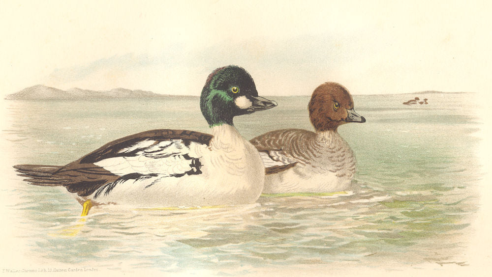 INDIAN GAME BIRDS. Golden-Eye (Clangula Glaucion). Chromolithograph. FINN 1915